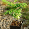Curry Leaf Tree (Murraya koenigii) packet of 5 seeds, organic (USA ONLY) - Image 6