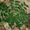 Curry Leaf Tree (Murraya koenigii) packet of 5 seeds, organic (USA ONLY) - Image 5