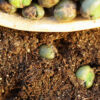 Curry Leaf Tree (Murraya koenigii) packet of 5 seeds, organic (USA ONLY) - Image 4