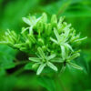 Curry Leaf Tree (Murraya koenigii) packet of 5 seeds, organic (USA ONLY) - Image 3
