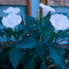 Datura, Moonflower (Datura inoxia) seeds, organic - Image 3