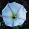 Datura, Torna Loco (D. ceratocaula), packet of 10 seeds, organic