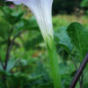 Datura, Mranaha (Datura fastuosa), packet of 10 seeds, Organic