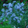 Dianthus, Fringed Pink (Dianthus superbus), potted plant, organic - Image 2