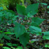Wild Yam, American Live Root (Dioscorea quaternata), organic - Image 2