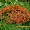 Dragon Tree (Dracaena draco) potted plant, organic - Image 3