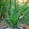 Dragon Tree (Dracaena draco) potted plant, organic