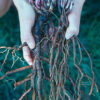 Echinacea angustifolia seeds, organic - Image 5