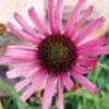 Echinacea tennesseensis, packet of 20 seeds, organic - Image 5