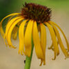 Echinacea paradoxa potted plant, organic - Image 4