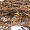 Echinacea angustifolia seeds, organic - Image 3