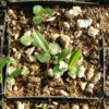 Echinacea angustifolia seeds, organic - Image 6