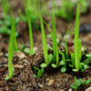 Echinacea angustifolia seeds, organic - Image 9