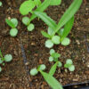Echinacea paradoxa potted plant, organic - Image 3