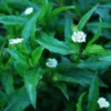 Eclipta (Eclipta alba) seeds, organic - Image 4