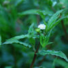Eclipta (Eclipta alba) seeds, organic