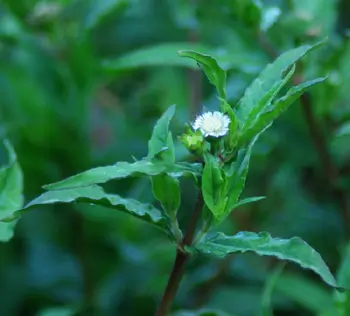 Eclipta (Eclipta alba) seeds, organic