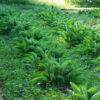 Elecampane, Official (Inula helenium) seeds, organic - Image 5