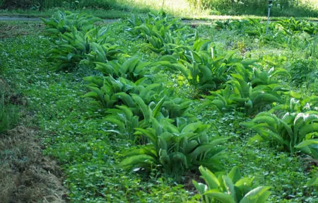Elecampane, Official (Inula helenium) seeds, organic - Image 5