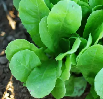 Escarole, Golden Giant (Cichorium endiva), packet of 200 seeds, organic