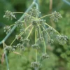 Fennel, Common (Foeniculum vulgare) seeds, organic [WA NO] - Image 2
