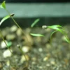Fennel, Common (Foeniculum vulgare) seeds, organic [WA NO] - Image 3
