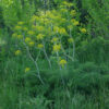 Giant Anise Fennel (Ferula communis) seeds, organic - Image 6