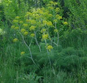 Giant Anise Fennel (Ferula communis) seeds, organic - Image 6