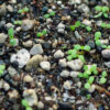 Feverfew (Tanacetum parthenium) seeds, organic - Image 3