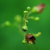 Figwort (Scrophularia nodosa), potted plant, organic - Image 4