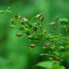 Figwort (Scrophularia nodosa), potted plant, organic - Image 3