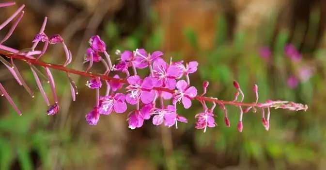 Fireweed (Epilobium angustifolium), packet of 300 seeds, organic - Image 3