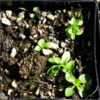 Gentian, Yellow (Gentiana lutea) seeds, organic - Image 3