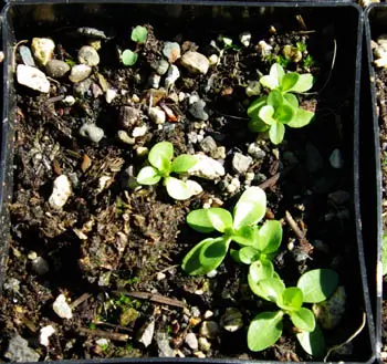 Gentian, Yellow (Gentiana lutea) seeds, organic - Image 3