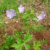 Geranium, Wild (Geranium maculatum) potted plant, organic