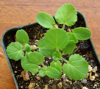 Geranium, Scented (Pelargonium capitatum), packet of 5 seeds, Organic - Image 3