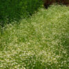 Chamomile, German (Matricaria recutita) seeds, organic - Image 3