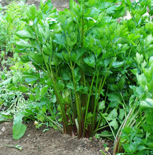 Vegetable Celery Giant red Approx 1500 seeds 