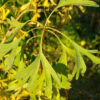 Ginkgo (Ginkgo biloba) seeds [INTL NO]