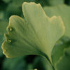 Ginkgo (Ginkgo biloba) seeds [INTL NO] - Image 5