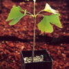 Ginkgo (Ginkgo biloba) seeds [INTL NO] - Image 4
