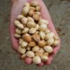 Ginkgo (Ginkgo biloba) seeds [INTL NO] - Image 2