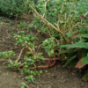 Purslane, Golden (Portulaca oleracea), packet of 100 seeds, organic - Image 2