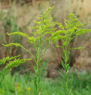 Goldenrod, European (Solidago virgaurea), packet of 50 seeds, organic - Image 2