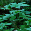 Goldenseal (Hydrastis canadensis) potted plant, organic - Image 3