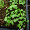 Goldenseal (Hydrastis canadensis) packet of 20 seeds, Organic (available in the USA only) - Image 5