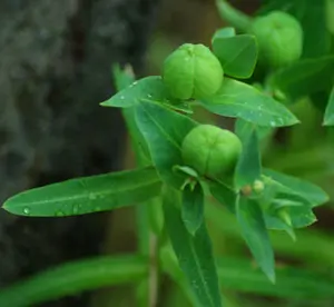 Gopher Spurge (Euphorbia lathyris) seeds, Organic - Image 5