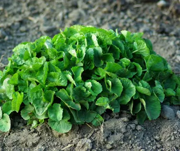 Gotu Kola (Centella asiatica) potted plant, organic
