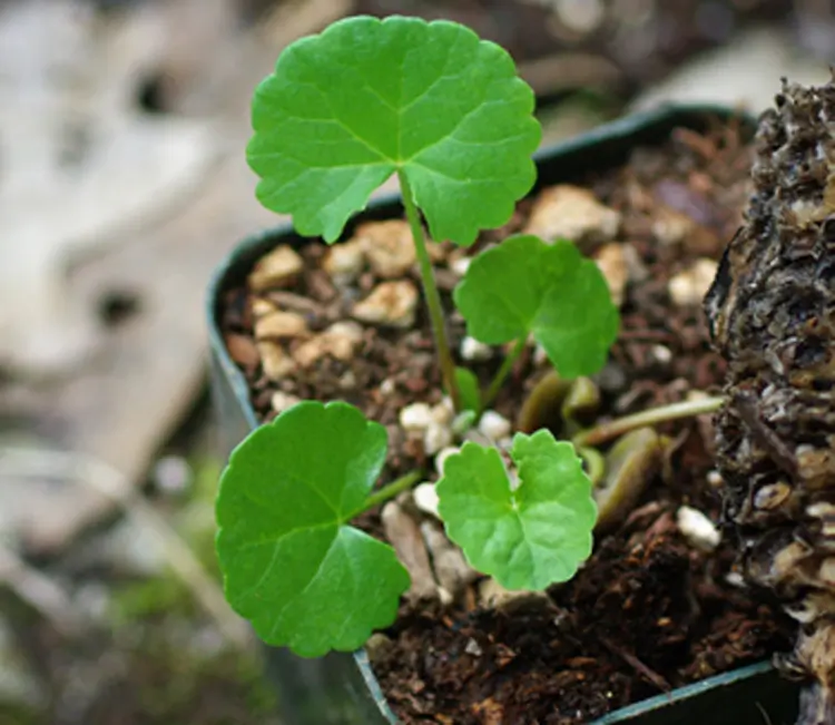 Gotu Kola (Centella asiatica), packet of 30 seeds, Organic - Image 6