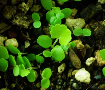 Gotu Kola (Centella asiatica) potted plant, organic - Image 4